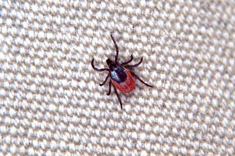 Ixodes_ricinus_P1131_Z_90_Les Gris_Frankrijk.jpg